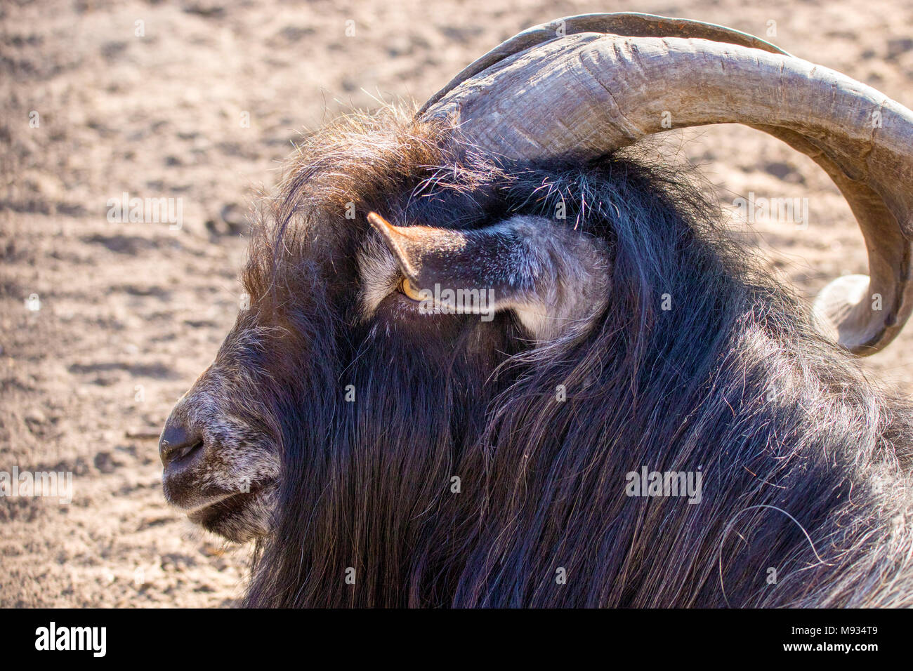 Immagine di un animale di capra nera con ripidi corna Foto Stock