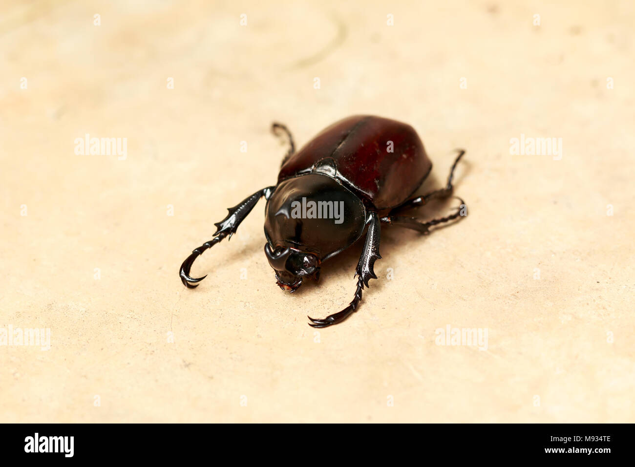 Beetle sul pavimento di cemento sullo sfondo Foto Stock