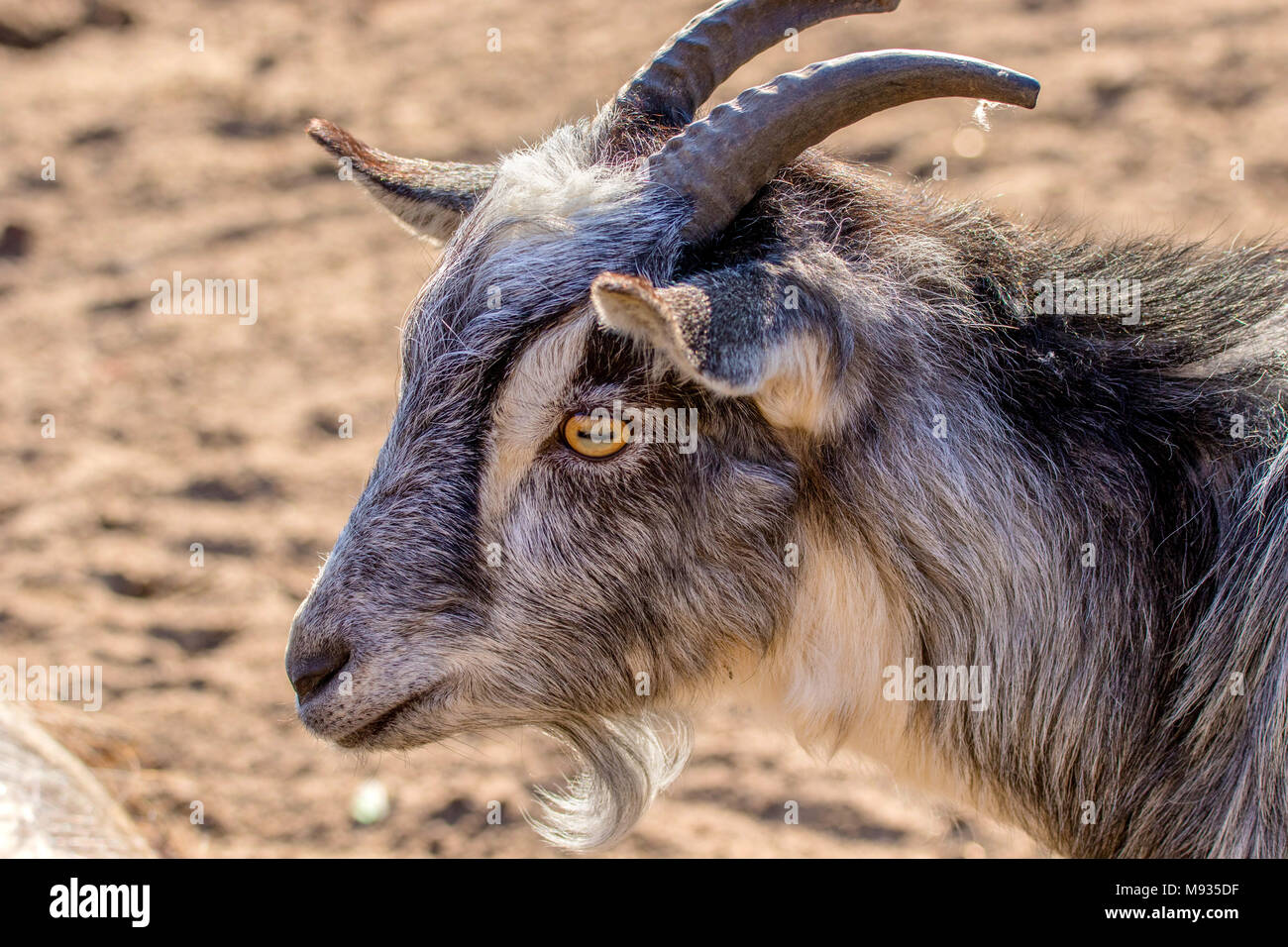 Un'immagine di un animale il muso di un giovane capra con le corna Foto Stock