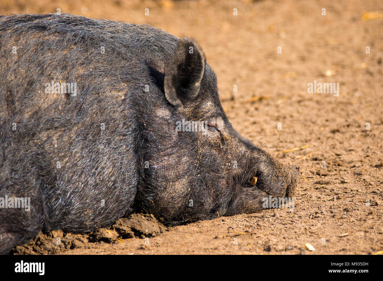 Immagine di un mammifero un cinghiale animale dorme sul terreno Foto Stock