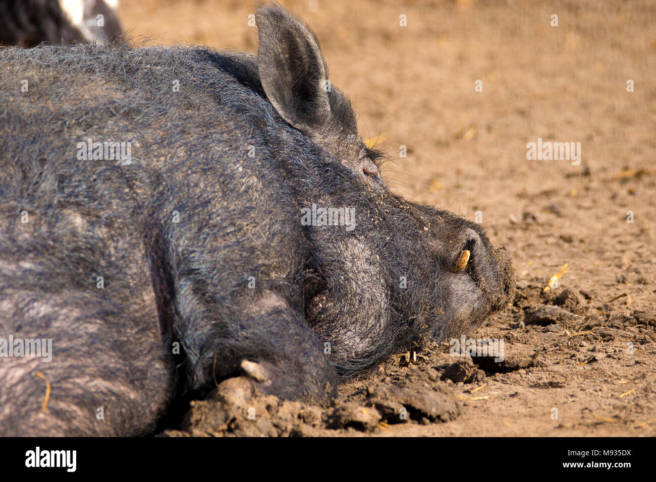 Immagine di un mammifero un cinghiale animale dorme sul terreno Foto Stock