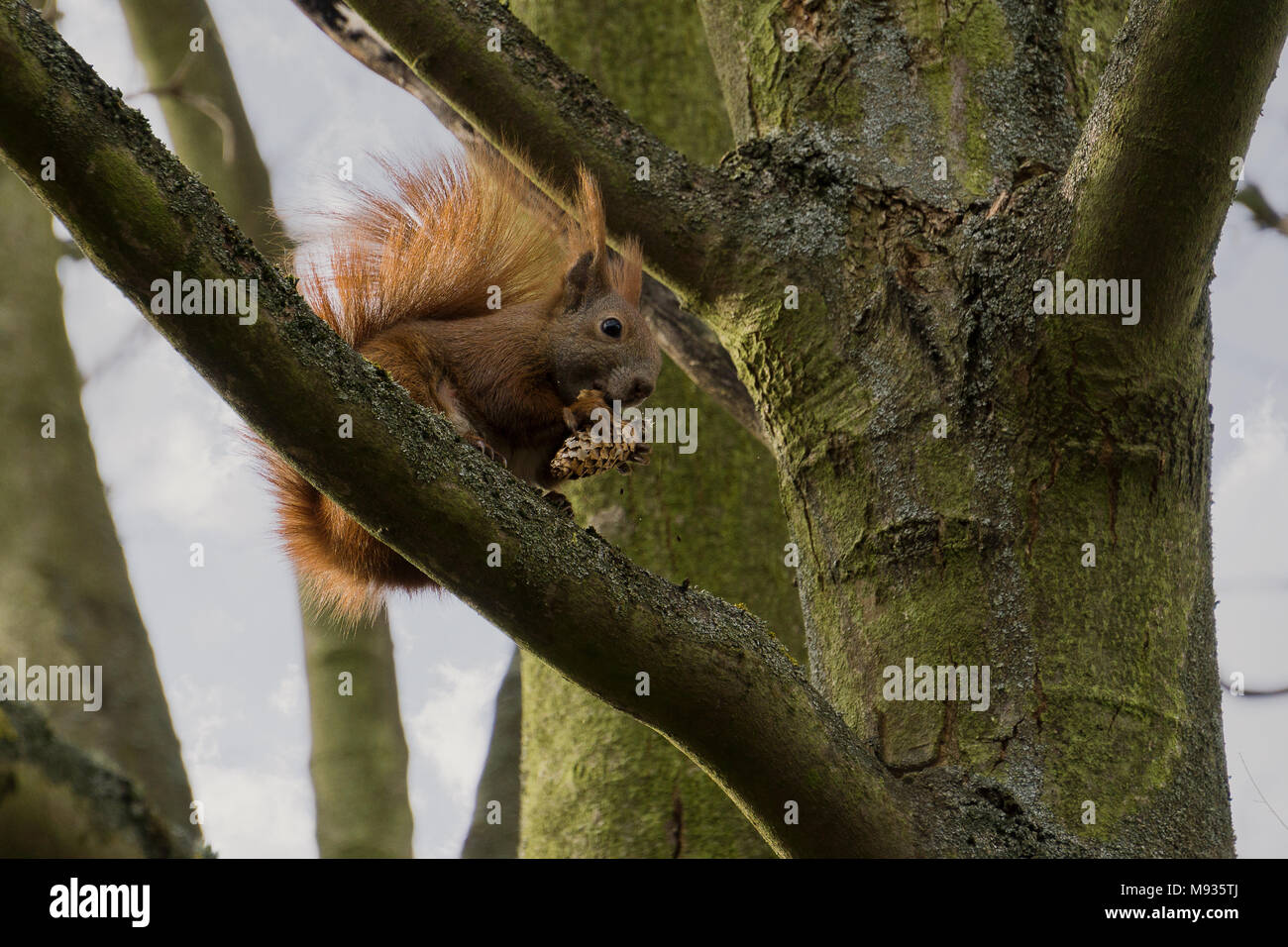 Uno scoiattolo nella struttura ad albero con un cono, mangiare Foto Stock