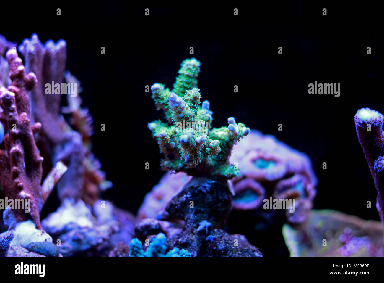 Verde SPS Acropora coral Foto Stock