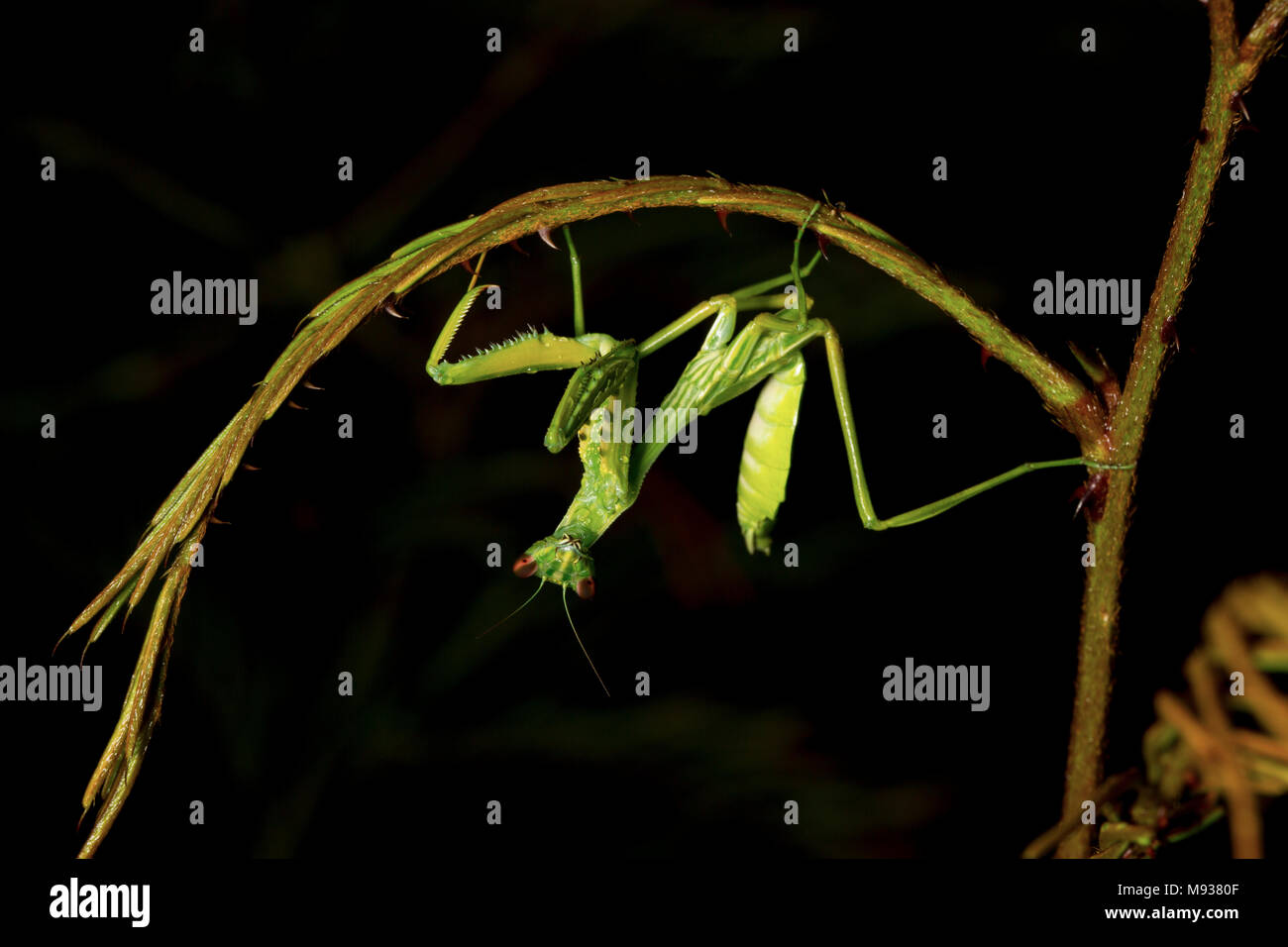 Mantide religiosa fotografata nella giungla di notte nei pressi di Bakhuis, Suriname America del Sud Foto Stock