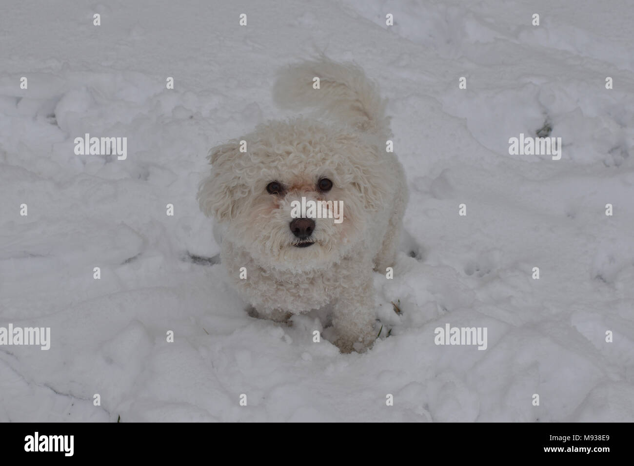 Il pupazzo di neve, il Bichon Frise, giocare nella neve. Foto Stock