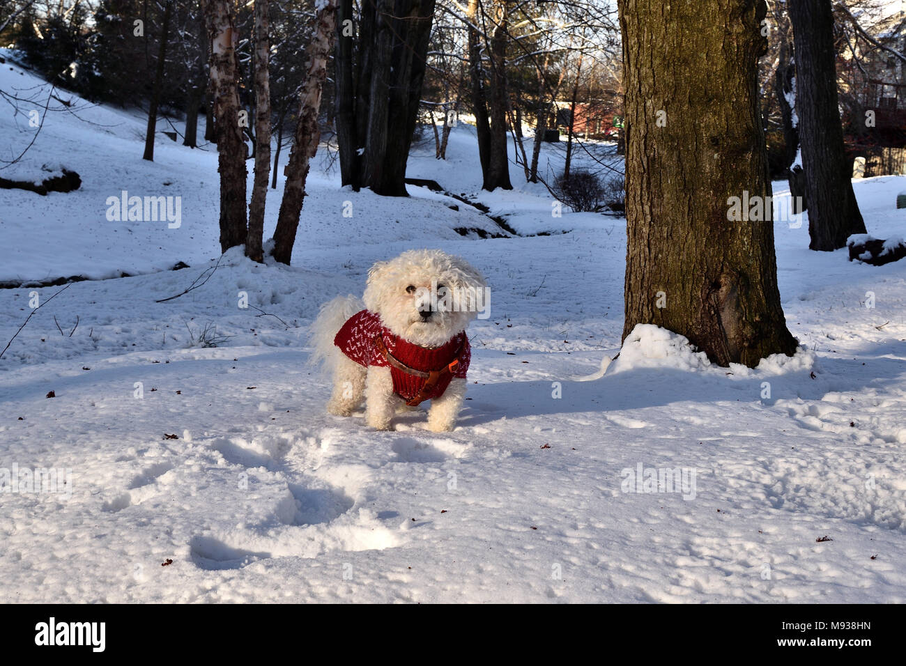 Il pupazzo di neve, il Bichon Frise, giocare nella neve. Foto Stock