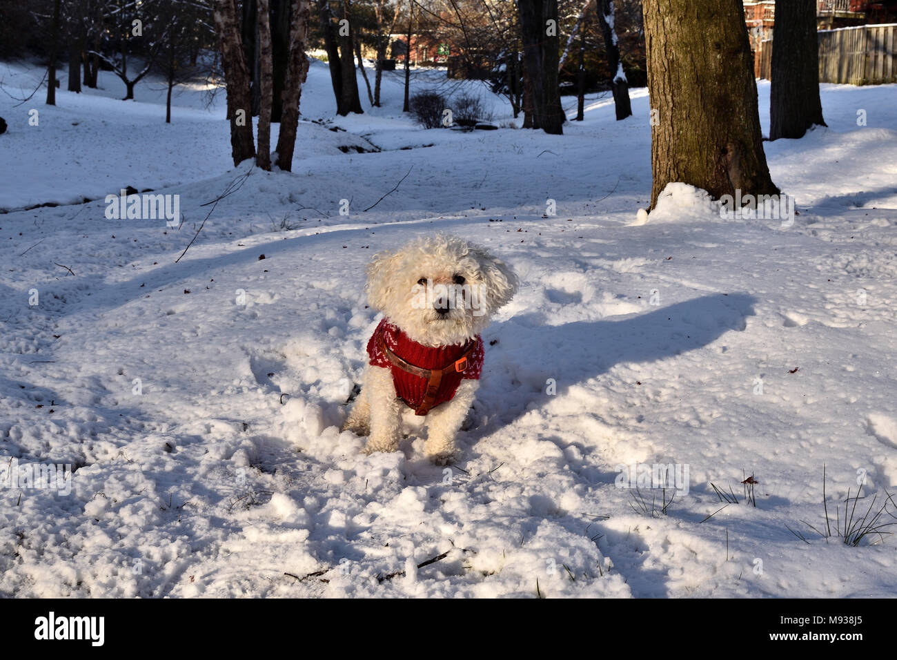 Il pupazzo di neve, il Bichon Frise, giocare nella neve. Foto Stock