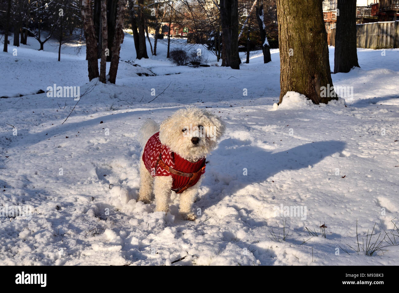 Il pupazzo di neve, il Bichon Frise, giocare nella neve. Foto Stock