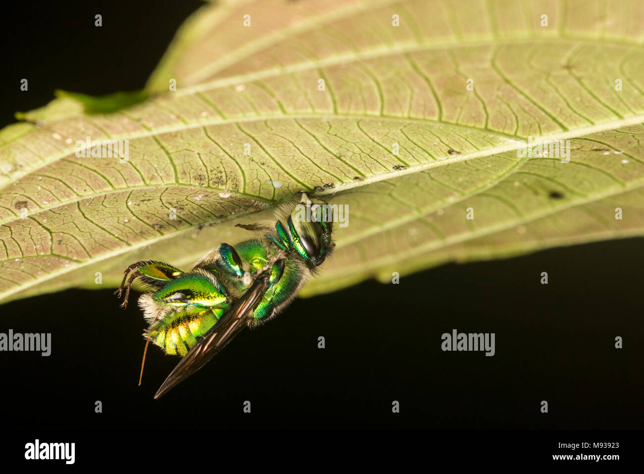 Un verde orchid bee dormire sotto una foglia nella giungla peruviana. Foto Stock