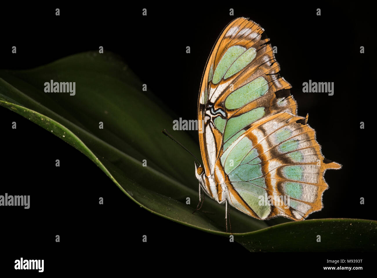 Una malachite butterfly (Siproeta stelenes) una spazzola-footed butterfly (Famiglia Nymphalidae). Chiamato dopo la malachite minerali per il suo colore verde. Foto Stock