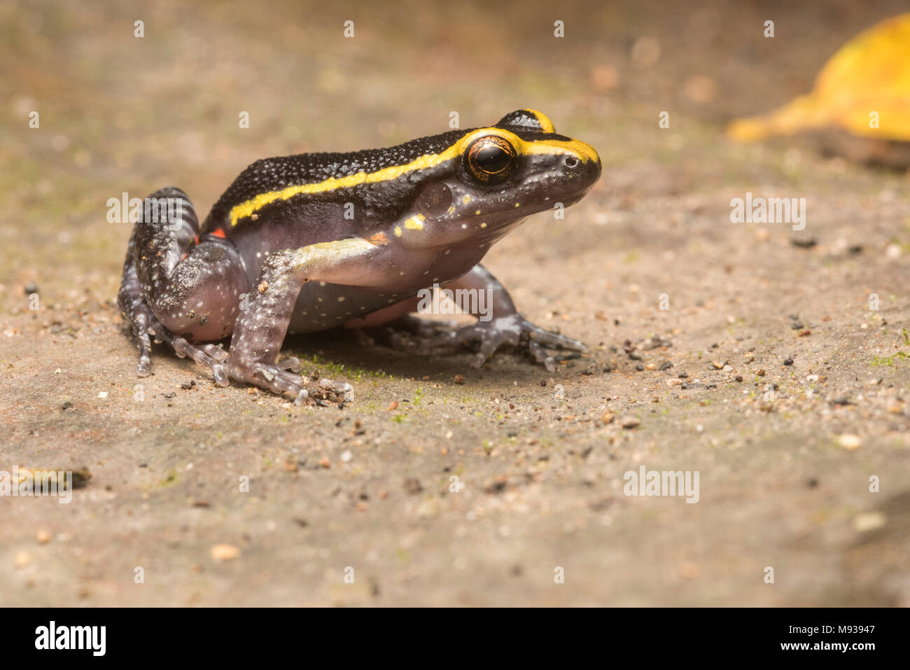 Il dipinto di ant nest frog vive all'interno di ant nest, ma anche assomiglia molto a veleno specie rana che confonde i predatori. Foto Stock