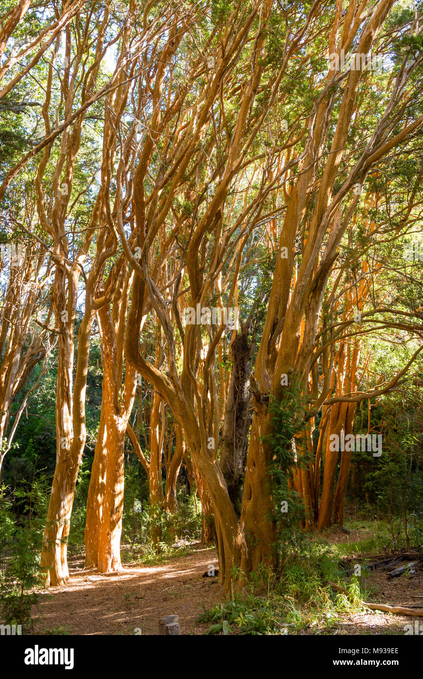 Parque nacional los arrayanes immagini e fotografie stock ad alta ...
