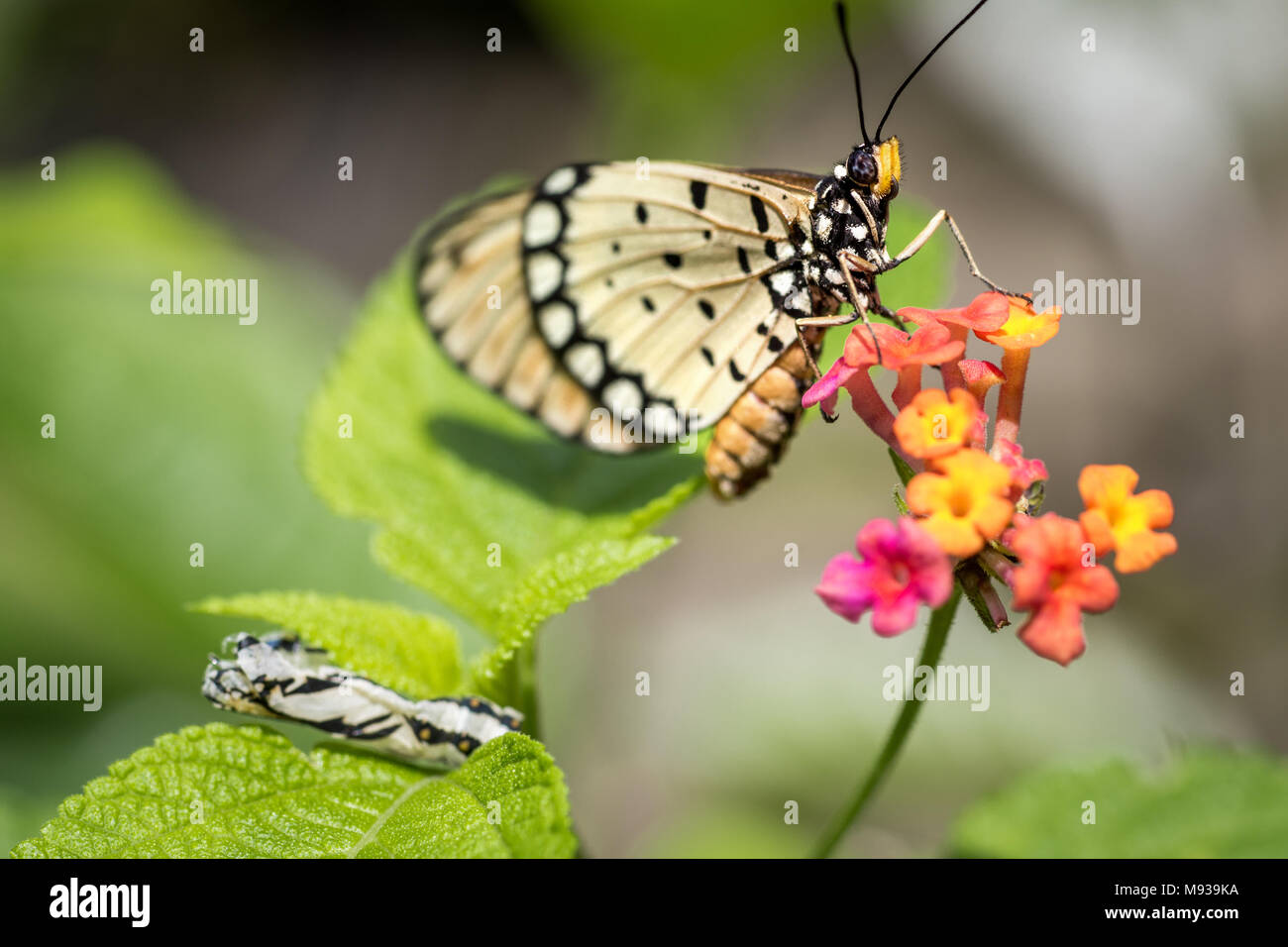 Dettagliata fotografia macro della neonata Acraea terpsicore butterfly il Tawny Coster butterfly Con Pupa su Lantana fiori. Da vicino la fauna selvatica Foto Stock