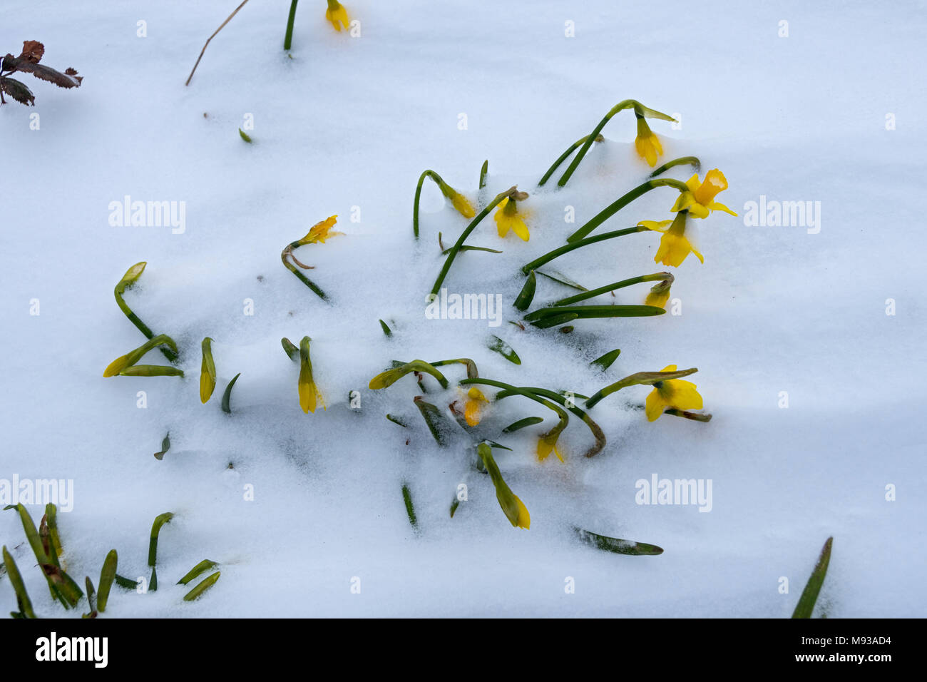 Piccoli narcissus piante che pottano attraverso la neve, Hollinwood Branch Canal Nature Reserve, Failsworth, Manchester, Inghilterra, UK Foto Stock