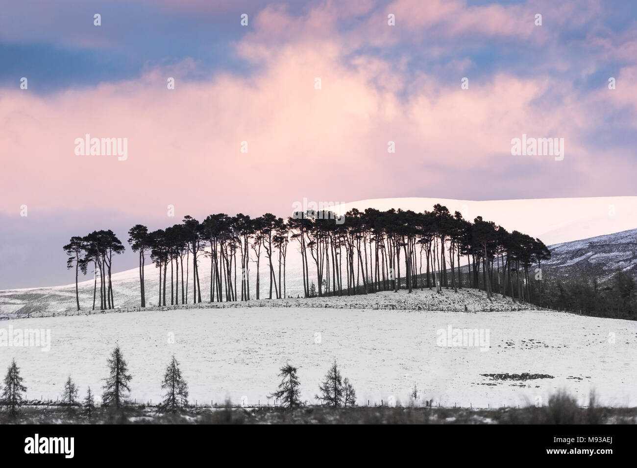 Pini sul Braes di Abernethy nel Parco Nazionale di Cairngorms della Scozia. Foto Stock