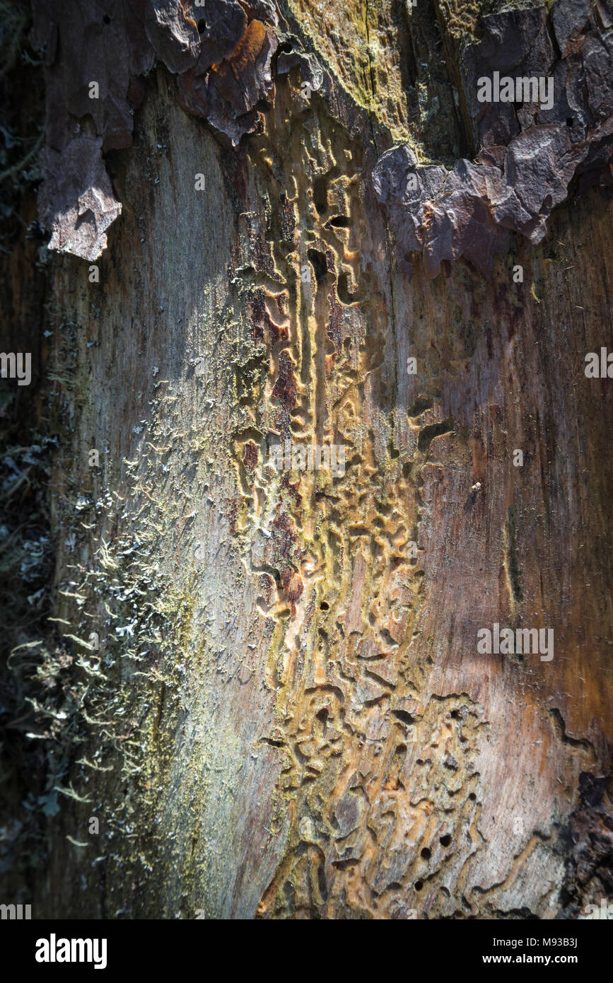 Coleottero del pino brani di pino silvestre a Abernethy Forest in Scozia. Foto Stock