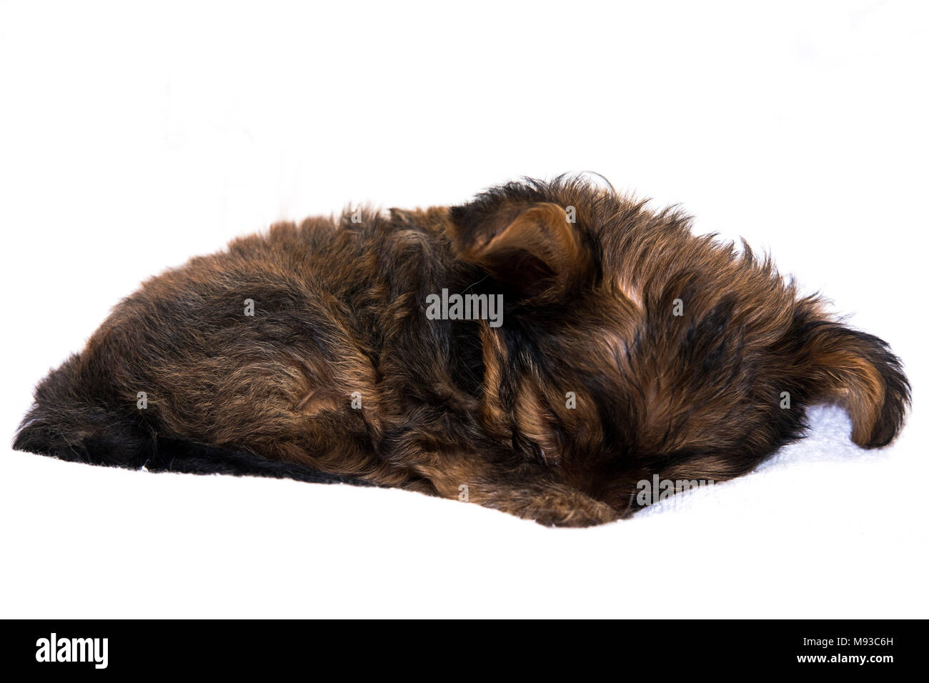 La Yorkshire Terrier è un piccolo cane di razza terrier tipo, sviluppate durante il XIX secolo nello Yorkshire, Inghilterra, per la cattura di ratti in abbigliamento mills. Foto Stock
