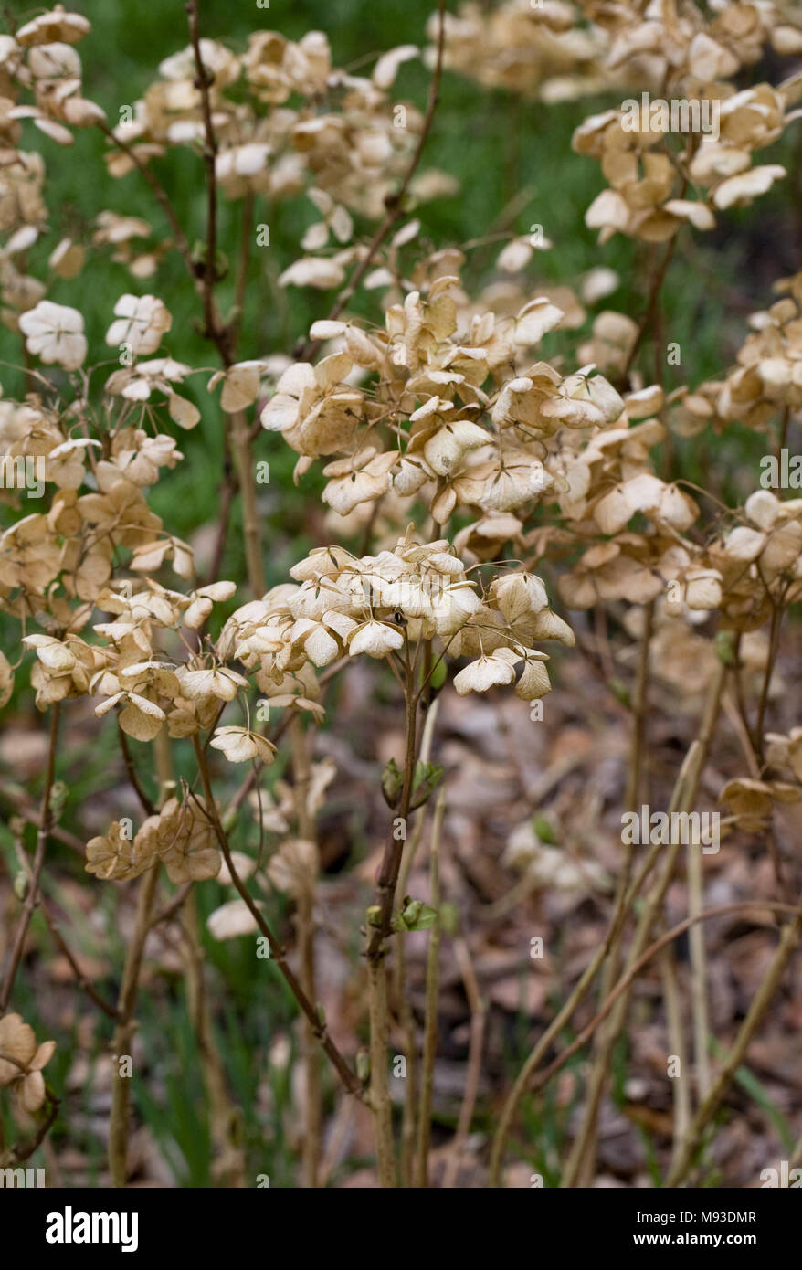 Hydrangea macrophylla 'Lanarth White' flowerheads d'inverno. Foto Stock