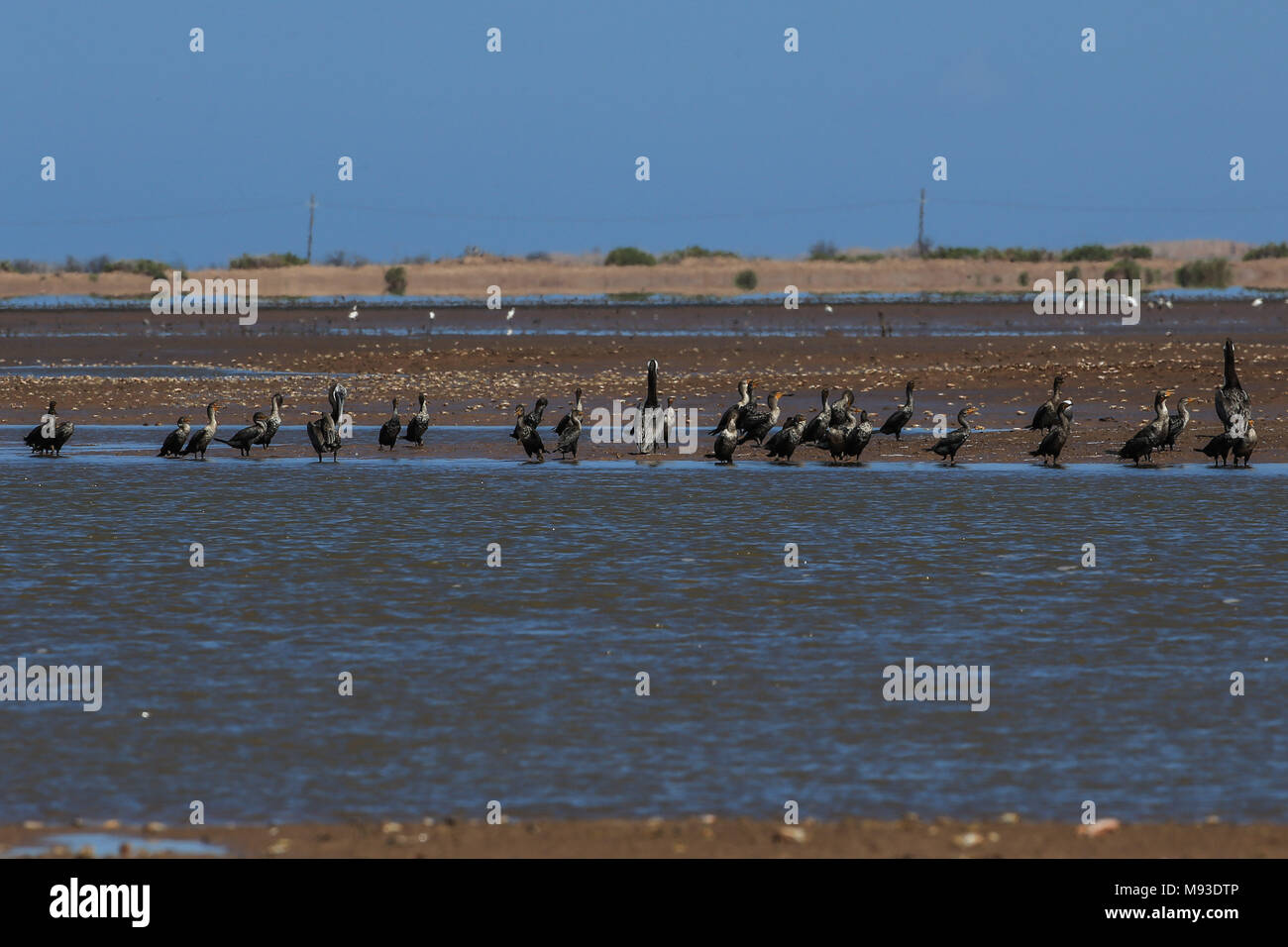 Estero e canali di gamberi acquatici nelle aziende agricole e nelle vicinanze dell'estuario Tastiota sulla costa di Sonora nel Golfo di California del Messico. Foto Stock