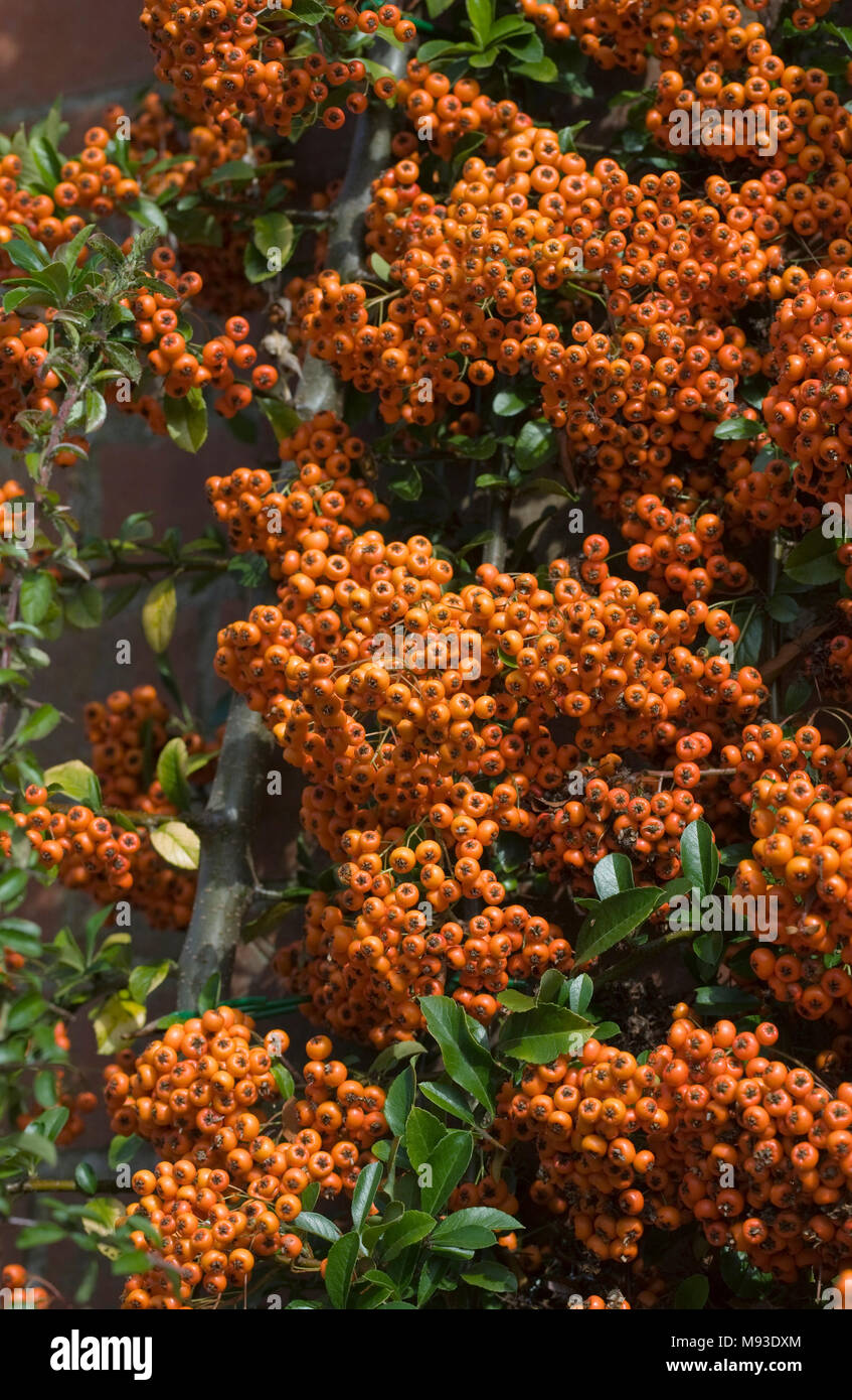 Pyracantha 'Saphyr Rouge' bacche. Foto Stock