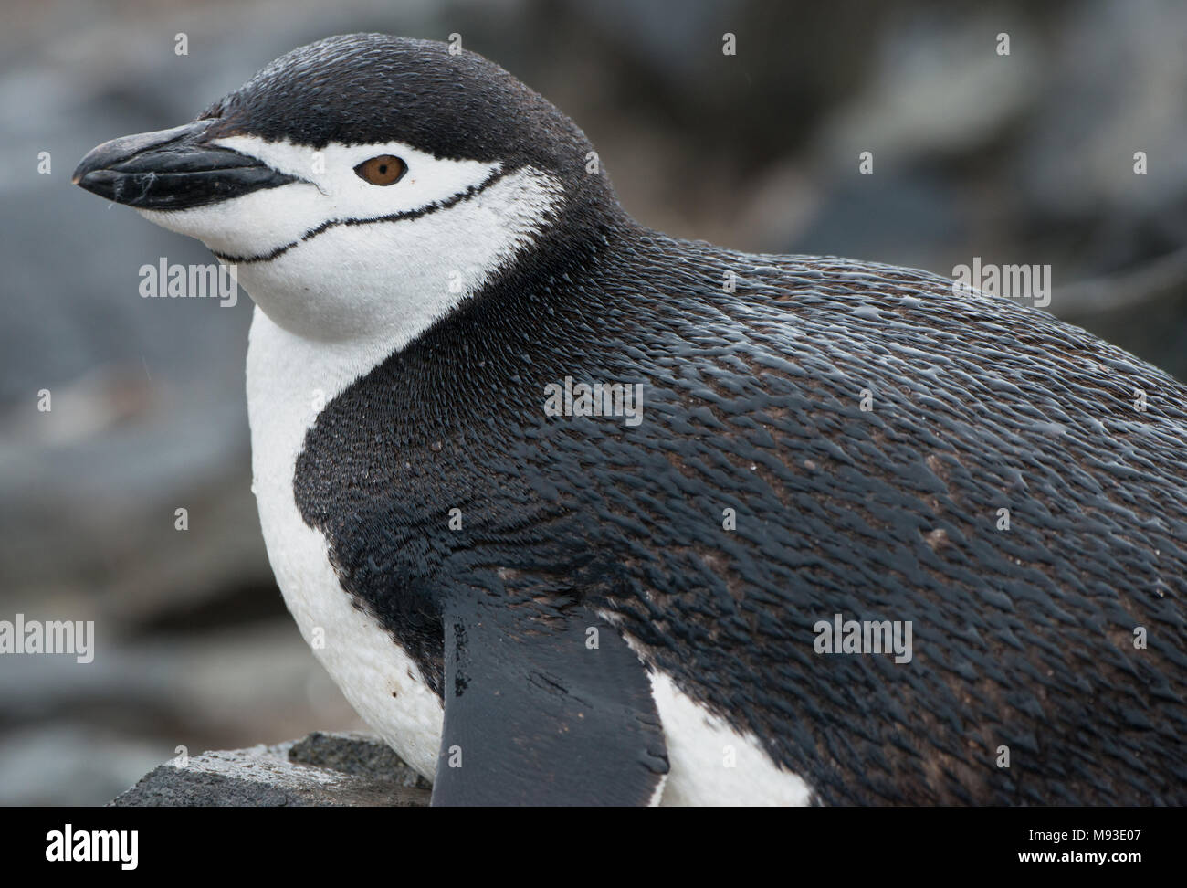 Un pinguino Chinstrap (Pygoscelis antarcticus) in una piovosa Half Moon Island in Antartide Foto Stock