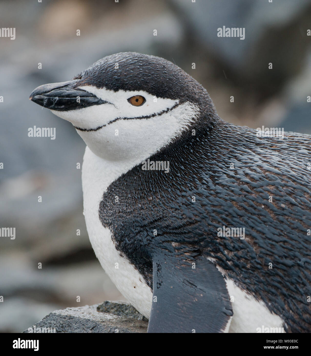 Un pinguino Chinstrap (Pygoscelis antarcticus) in una piovosa Half Moon Island in Antartide Foto Stock
