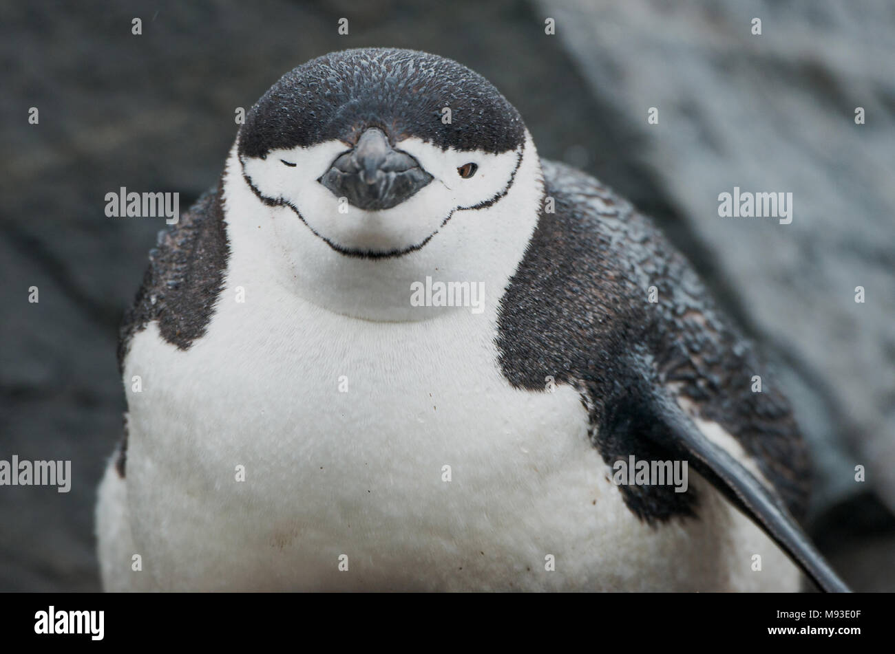 Un pinguino Chinstrap (Pygoscelis antarcticus) in una piovosa Half Moon Island in Antartide sembra essere una strizzatina d'occhio alla telecamera Foto Stock