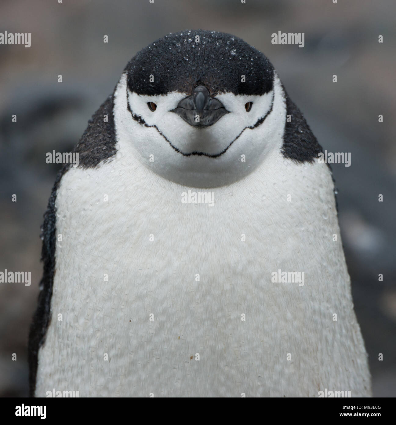 Una pioggia inzuppato di pinguini Chinstrap ritratto su Half Moon Island in Antartide Foto Stock