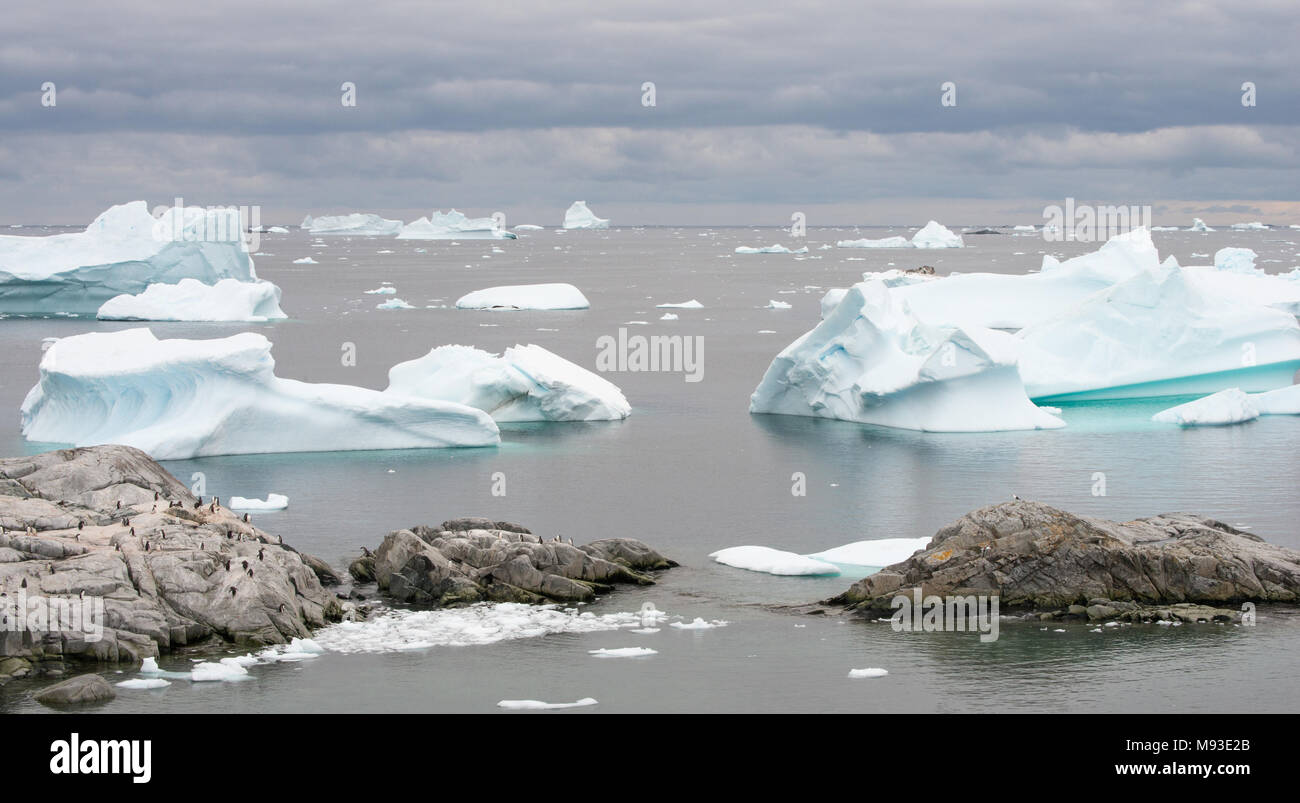 Un Gabbiano Kelp si affaccia su una Gentoo colonia di pinguini sulle rocce dal vicolo Iceberg in Antartide. Guarnizioni di tenuta appoggiano su un piccolo iceberg nel centro. Foto Stock