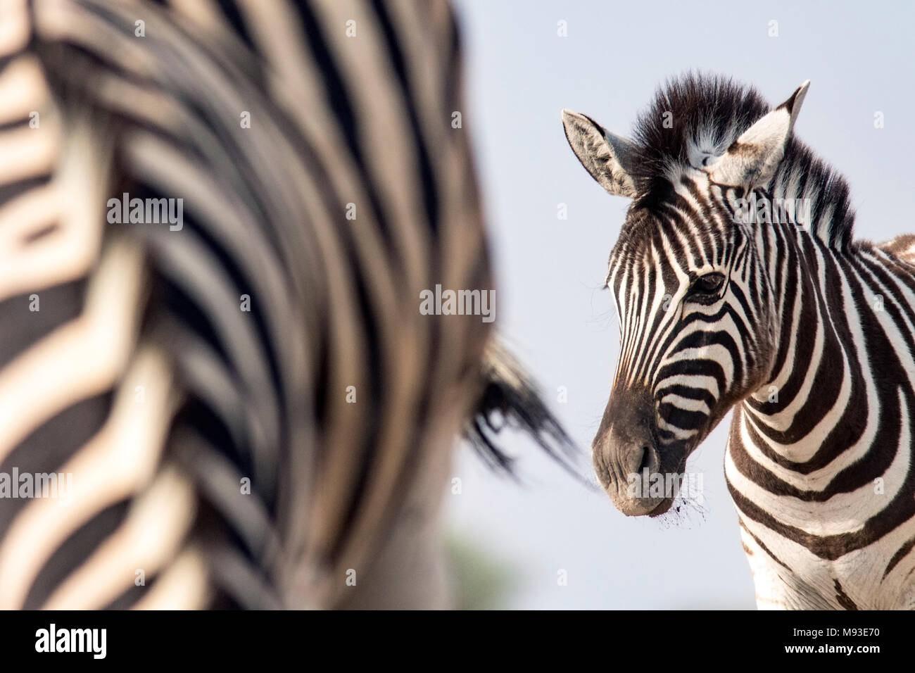 Ritratto di giovane Burchell's zebra (Equus quagga burchellii) - Onkolo nascondere, Onguma Game Reserve, Namibia, Africa Foto Stock