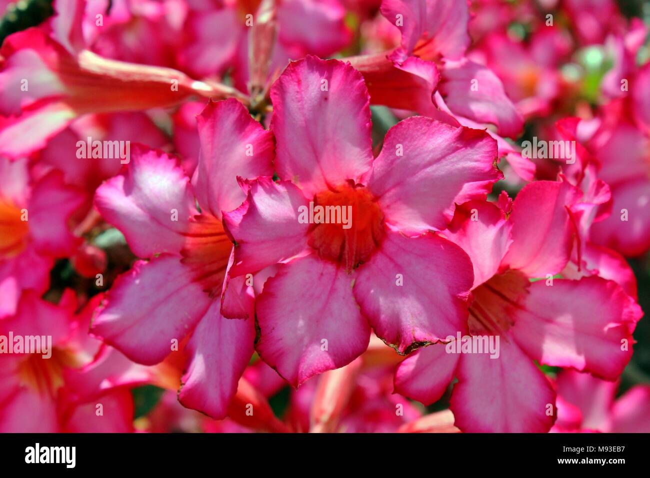 Fiori di colore rosa nel Ka'a'AWA Valley sull'isola hawaiana di Oahu. Foto Stock