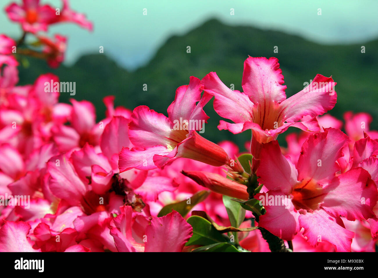 Fiori di colore rosa nel Ka'a'AWA Valley sull'isola hawaiana di Oahu. Foto Stock