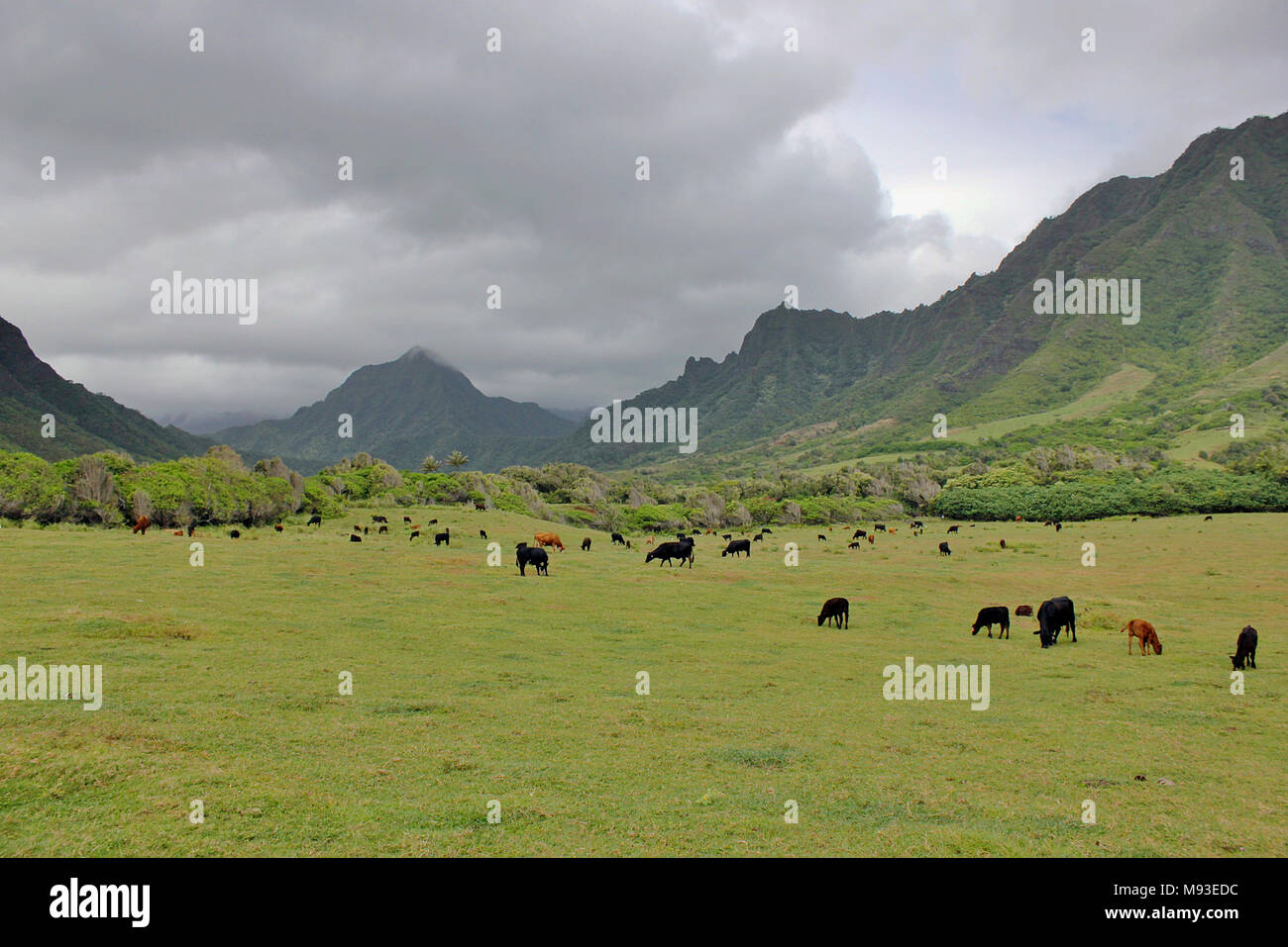 Bovini nella valle Kaaawa sull'isola di Oahu, Hawaii, appena al di fuori di Honolulu. Foto Stock