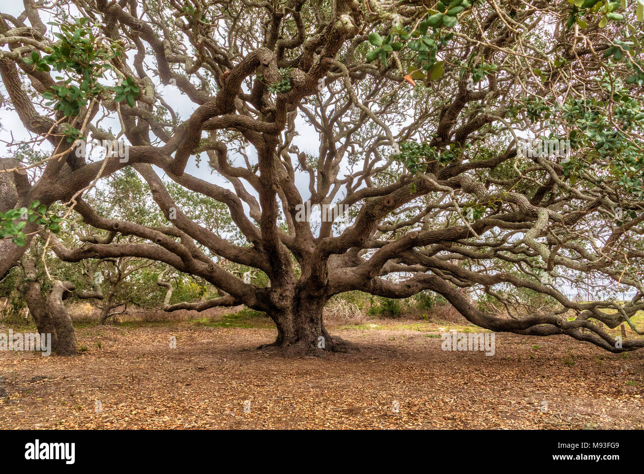Lecci nei pressi del grande albero Live Oak, che è di più di 1000 anni, a Goose Island State Park vicino a Rockport, Texas. Tutti di questi alberi hanno Foto Stock