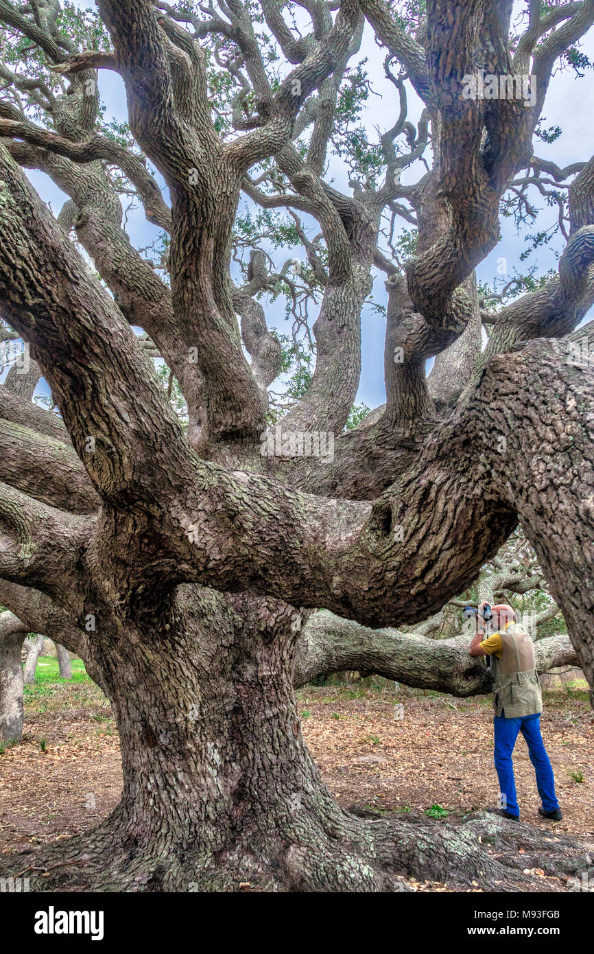 Fotografo presso il Live Oak alberi vicino al Grande Albero Live Oak, che è di più di 1000 anni, a Goose Island State Park vicino a Rockport, Texas. Tutti Foto Stock
