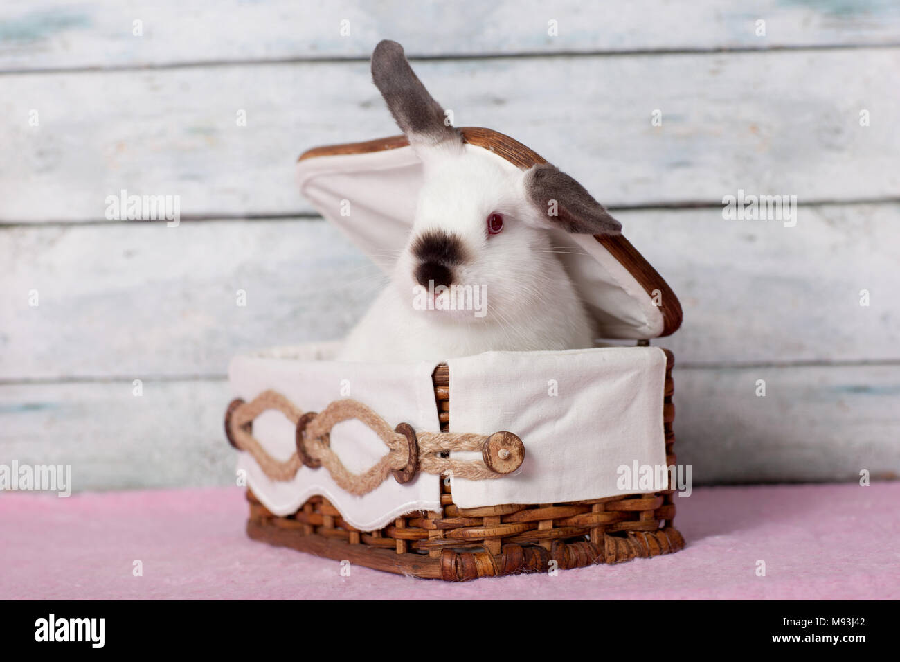 Adorable baby bunny seduto nel cestello, guardando fuori Foto Stock