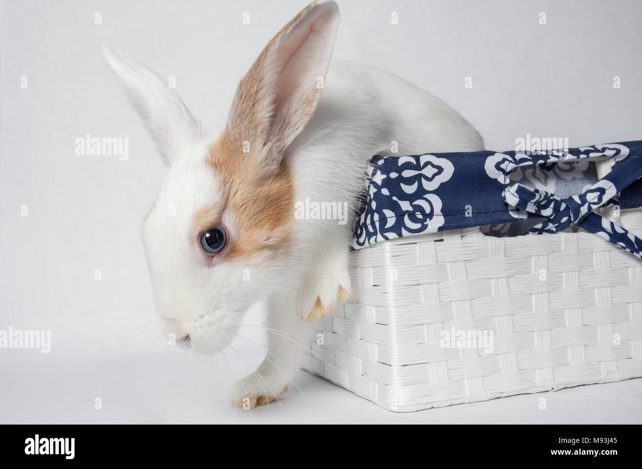 Coniglio adorabili salta fuori del cestello Foto Stock