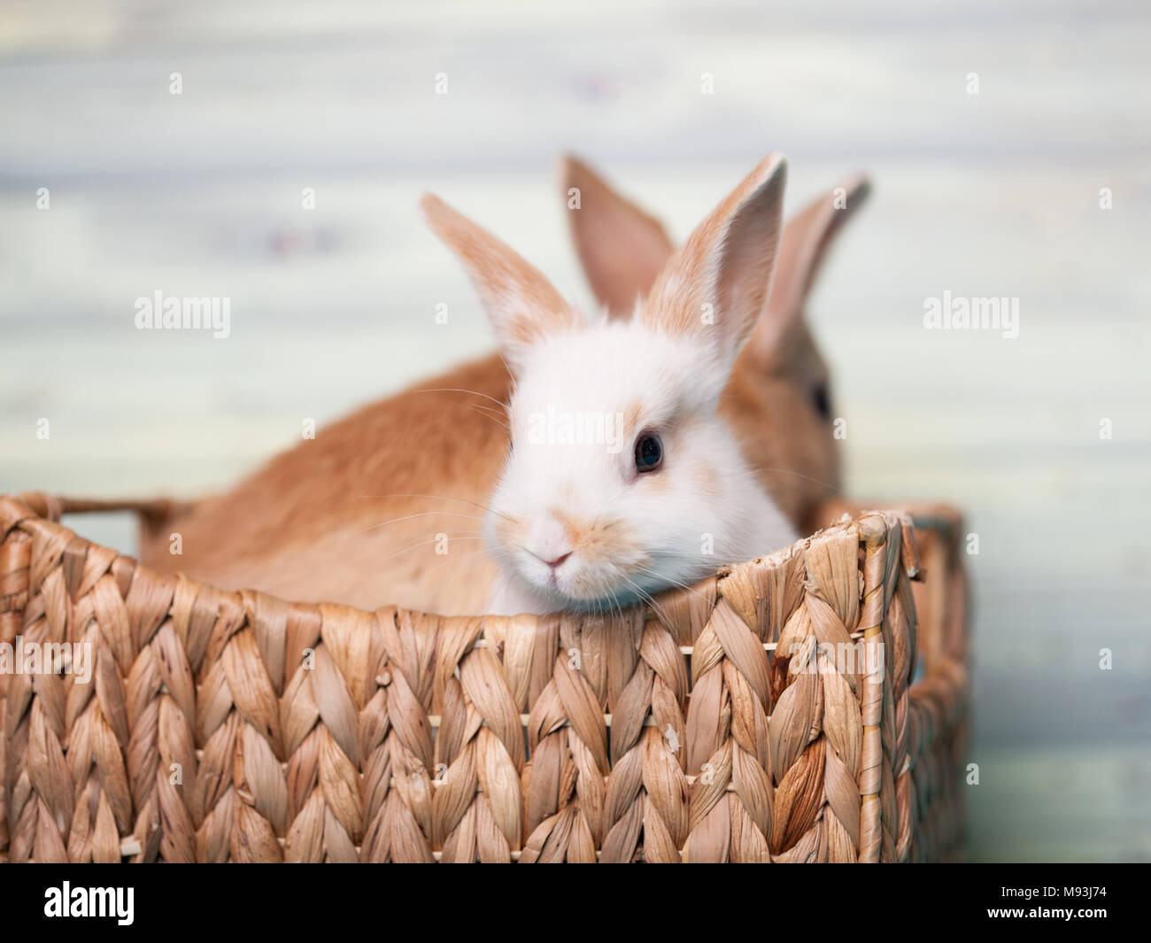 Grazioso baby coniglietti in un cestello Foto Stock