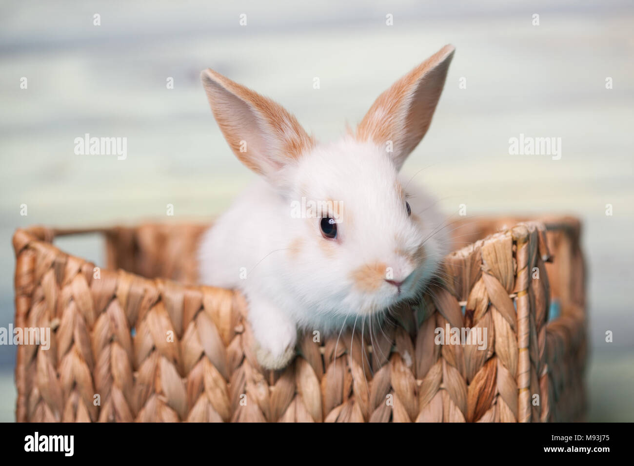 Curioso baby bunny guardando da un cestello Foto Stock