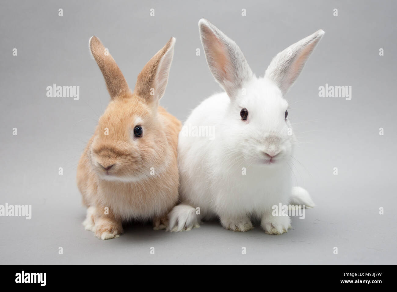 Due adorabili poco baby coniglietti in un solido background guardando in Foto Stock