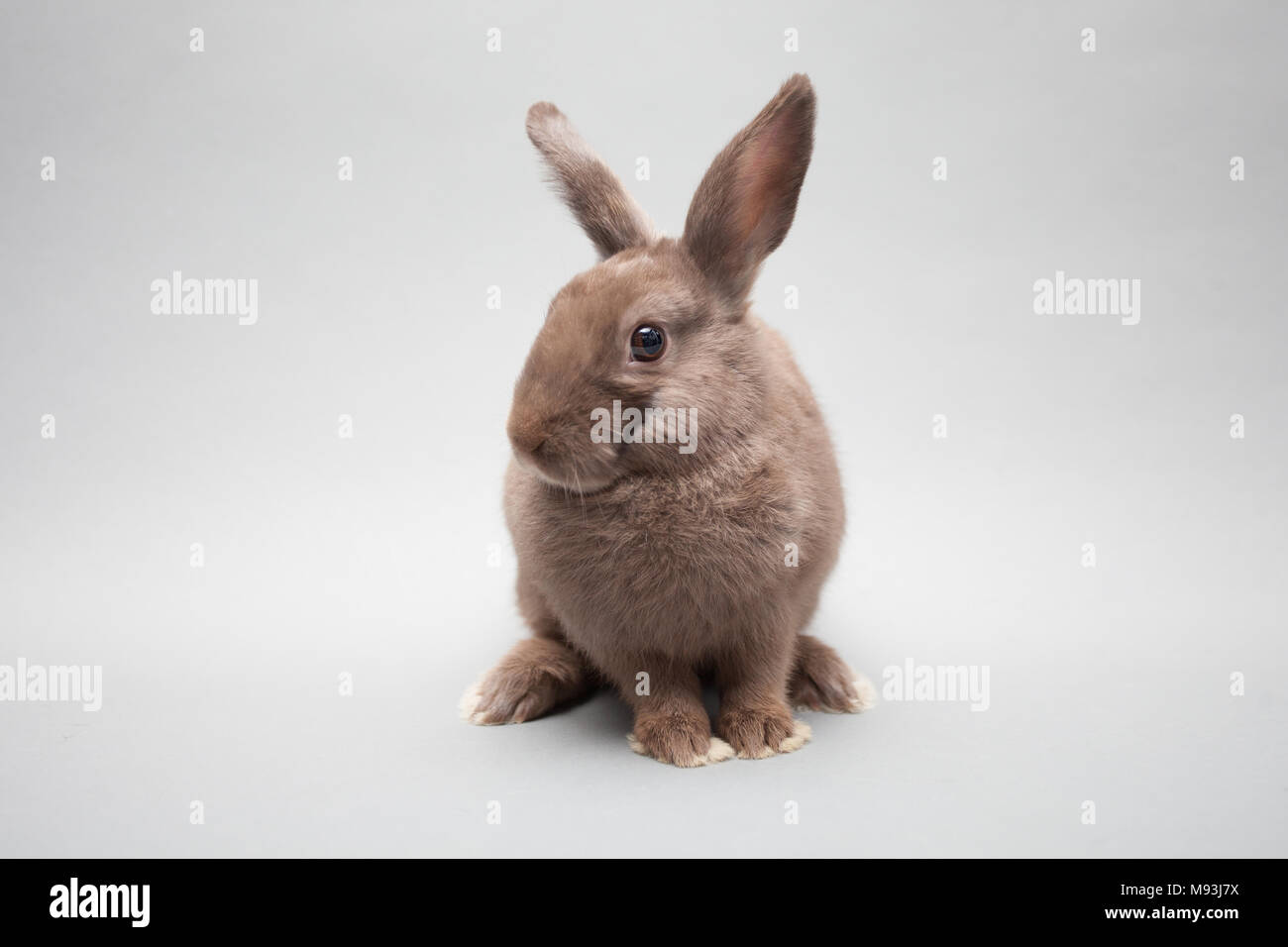 Un affascinante piccolo coniglio su un solido background cercando curiosi Foto Stock