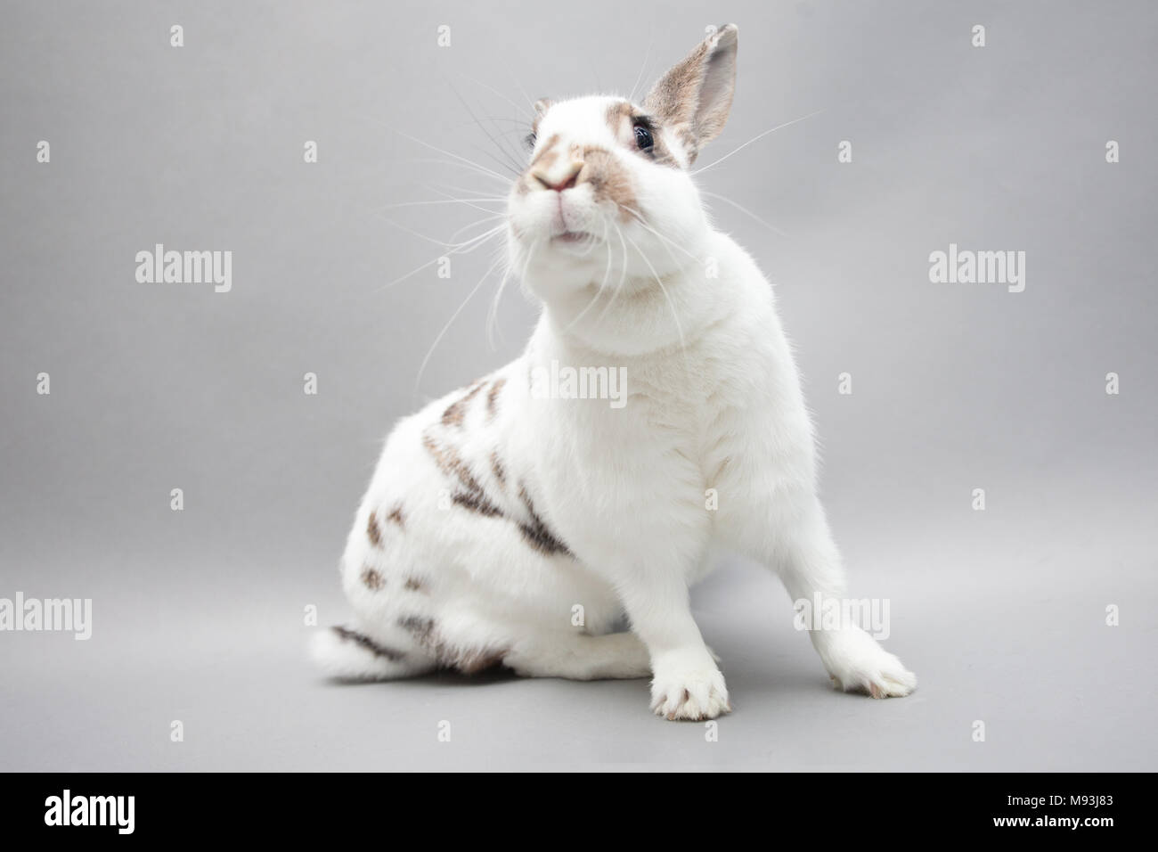Hero coniglietto bianco stretchs zampe e gru il collo Foto Stock