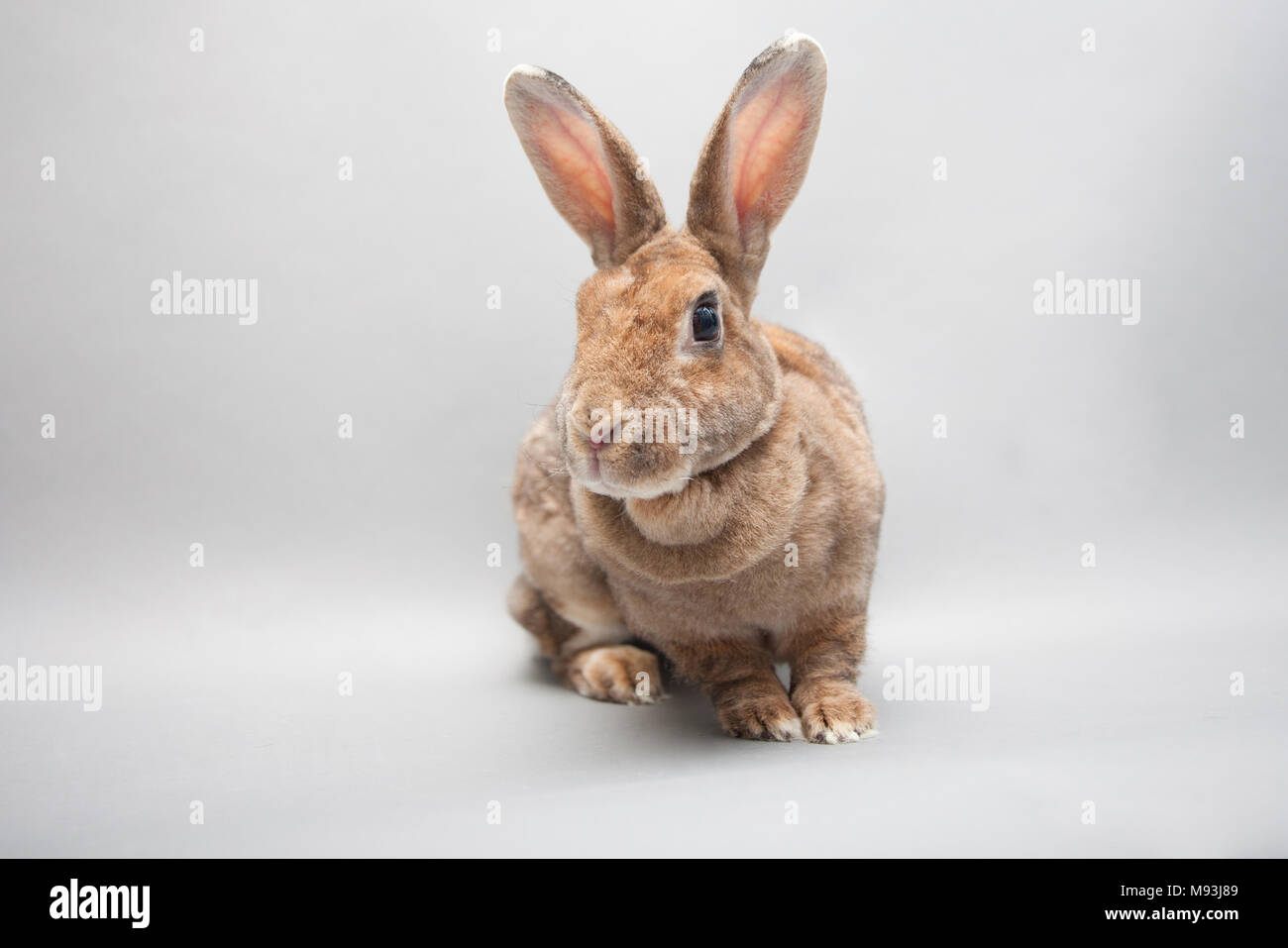 Curioso bunny rabbit Foto Stock