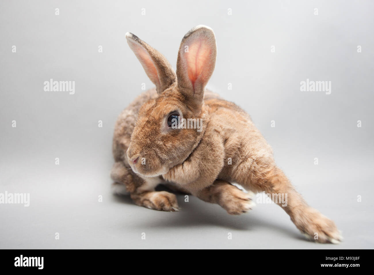 Ad esecuzione rapida bunny coniglio su una perfetta sfondo luminoso Foto Stock