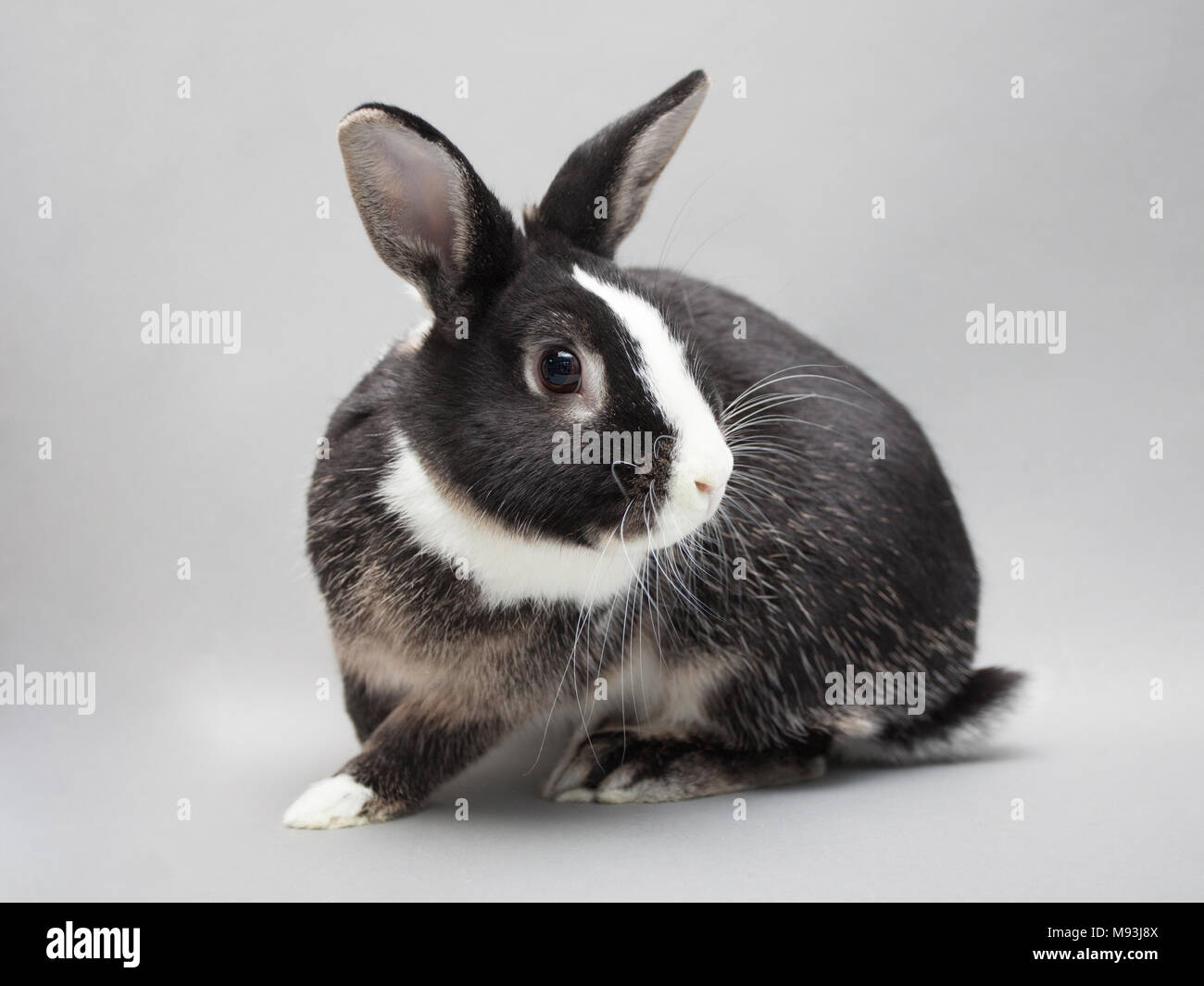 Adorable baby bunny su uno sfondo a tinta unita Foto Stock