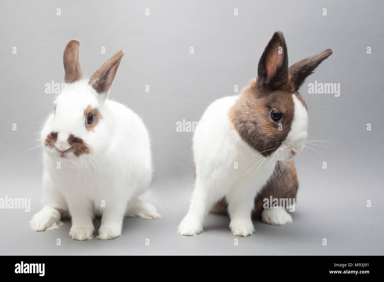 Due belle baby coniglietti seduti su uno sfondo a tinta unita Foto Stock