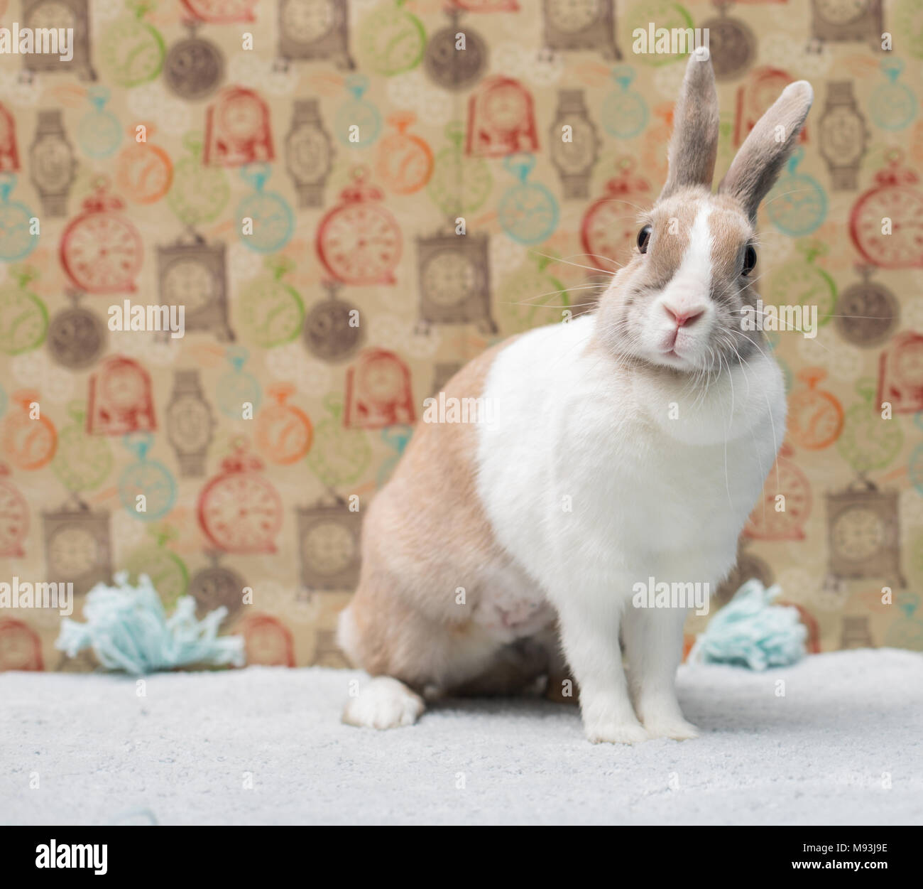 Funny Easter Bunny seduto su un tappeto dietro un muro colorato Foto Stock