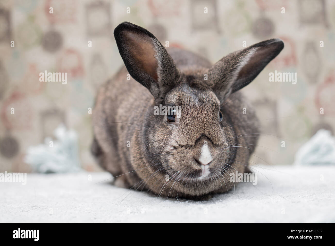 Marrone adorabile coniglietto di pasqua con enormi orecchie guardando curiosamente in una fotocamera Foto Stock