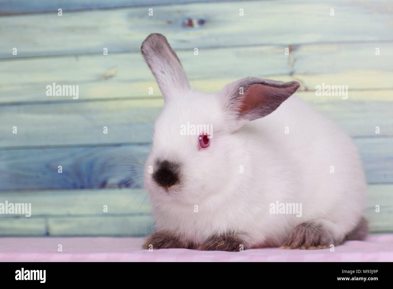 Coniglietto di pasqua coniglio guardando con attenzione Foto Stock