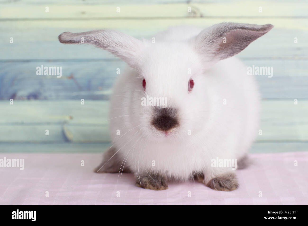 Grazioso piccolo coniglio bianco guarda con sospetto Foto Stock